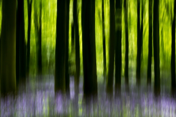 Impressions of a bluebell wood