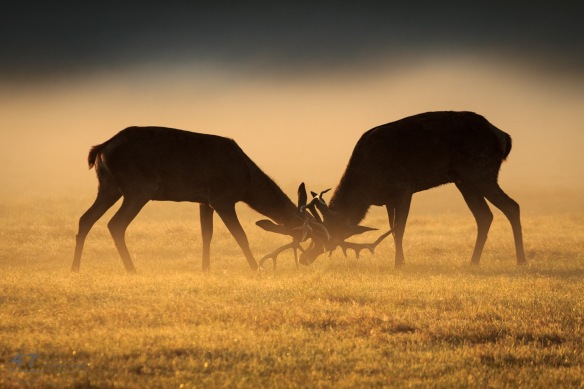 Stags at sunrise