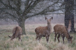 Red Deer Hinds in Snow