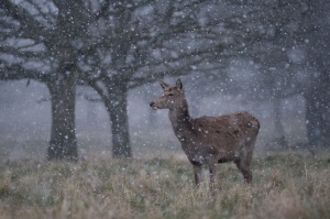 Red Deer Hind in Snow
