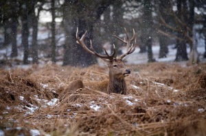 Red Deer stag seen in Richmond Park with snow falling