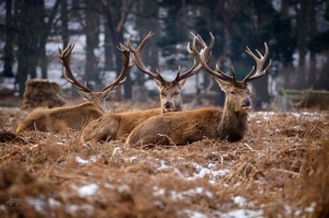 Red Deer Stags in Snow