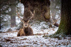 Red Deer Stag in Snow