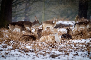 Fallow Deer in Snow