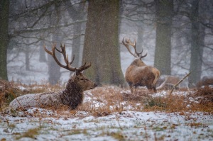 A red deer stag lying in bracken covered in snow.