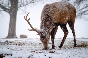 A red deer stag grazing on grass it can find beneath the snow.